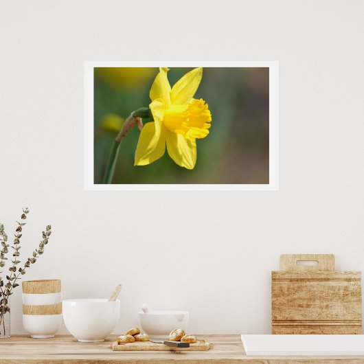 Spring Daffodil Poster (Küche)