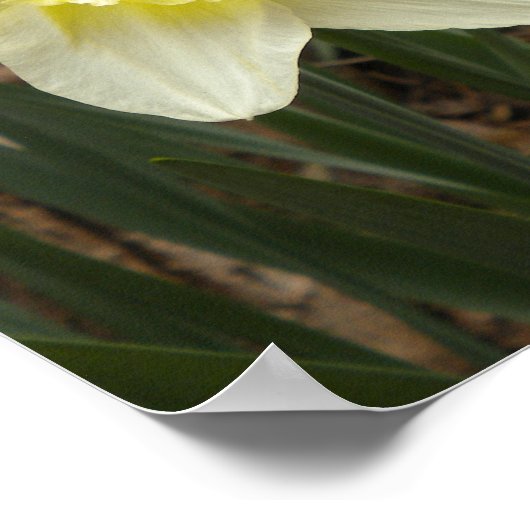 Spring Daffodil Poster (Ecke)