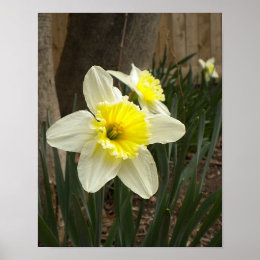Spring Daffodil Poster (Vorne)