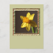 Spring Daffodil Postkarte (Vorderseite)