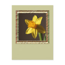 Spring Daffodil