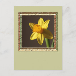 Spring Daffodil Postkarte
