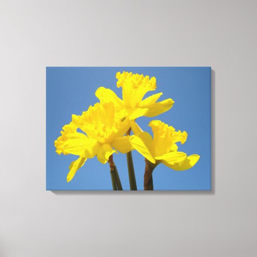 Spring Daffodils Leinwand Fine Art Prints Blue Sky (Vorderseite)