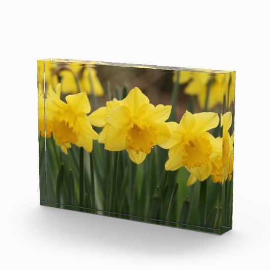 Spring Daffodis Foto Block (Rechts)