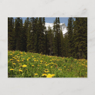 Spring Dandelns Blume in der Nähe von Lake Louise  Postkarte