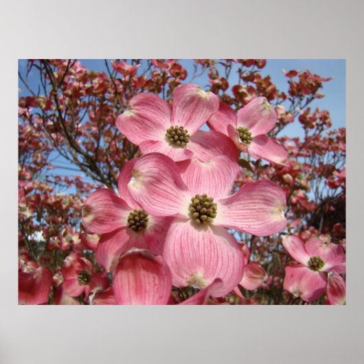 Spring Dogwood Blossoms Kunstdrucke Leinwand gerah Poster (Vorne)