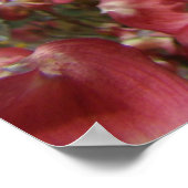 Spring Dogwood Blossoms Kunstdrucke Leinwand gerah Poster (Ecke)