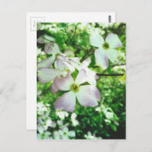 Spring Dogwood Postkarte (Vorne/Hinten)