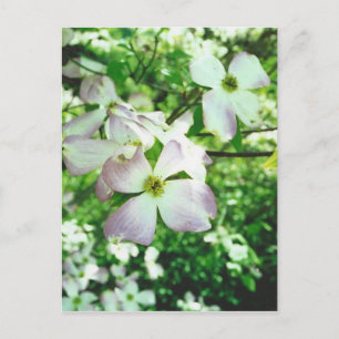 Spring Dogwood Postkarte