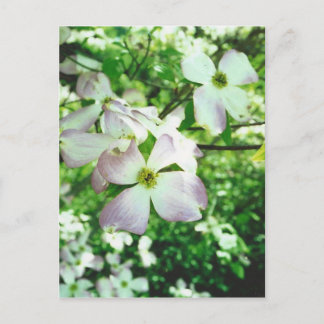 Spring Dogwood Postkarte