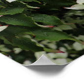 Spring Dogwoods in Marshall Bloom Poster (Ecke)