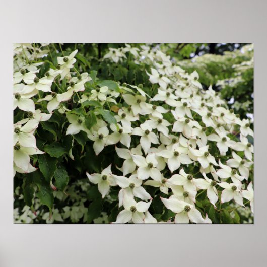 Spring Dogwoods in Marshall Bloom Poster (Vorne)