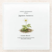 Spring Ephemerals of Japan – Japanese Anemone Glas Glasuntersetzer (Vorderseite)