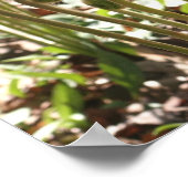 Spring Fiddlehead Ferns Nature Poster (Ecke)