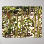 Spring Fiddlehead Ferns Nature Poster (Vorne)