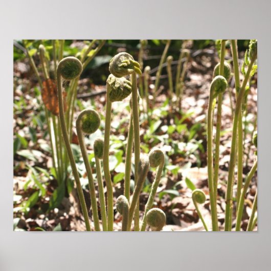 Spring Fiddlehead Ferns Nature Poster (Vorne)