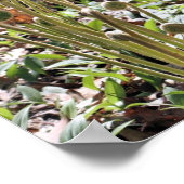 Spring Fiddlehead Ferns Nature Poster (Ecke)