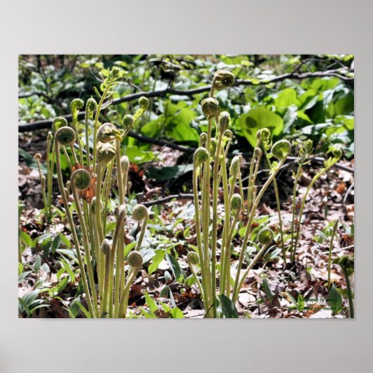 Spring Fiddlehead Ferns Nature Poster (Vorne)