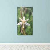 Spring flora South Africa Canvas Print Leinwanddruck (Insitu (Holzboden))