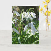Spring Flowers Snowdrops Grußkarte Karte (Gelbe Blume)