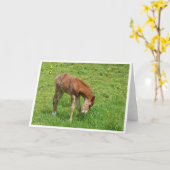 Spring foal horse card karte (Gelbe Blume)