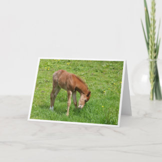 Spring foal horse card karte