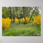 Spring forest in Luxembourg travel Poster (Vorne)