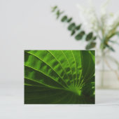 Spring Green Hosta Leaf Postcard Postkarte (Stehend Vorderseite)
