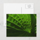 Spring Green Hosta Leaf Postcard Postkarte (Vorne/Hinten)