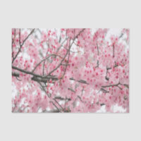 Spring Hanami Festival