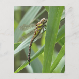 Spring Hawker Dragonfly DIY Postkarte
