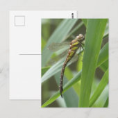 Spring Hawker Dragonfly DIY Postkarte (Vorne/Hinten)