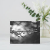 Spring Hope Pinecone Postcard Postkarte (Stehend Vorderseite)
