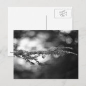 Spring Hope Pinecone Postcard Postkarte (Vorne/Hinten)