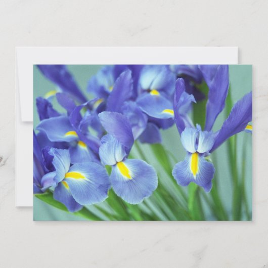 "Spring" Iris Blume Foto Einladung (Vorderseite)