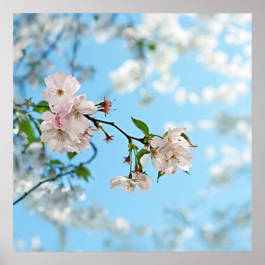 Spring Is in the Air -  Poster (Vorne)