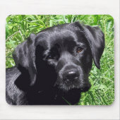 Spring Joy - Labrador Retriever - Black Lab Mousepad (Vorne)