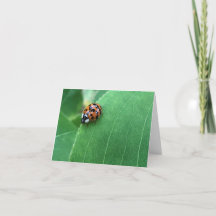 Spring Ladybug auf grünem Leaf