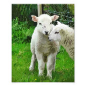 SPRING LAMBS FOTODRUCK (Vorne)