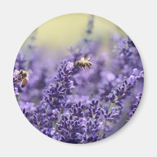 Spring Lavendel mit Lila Bienen Magnet (Vorne)