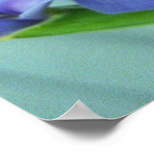 Spring Lila Iris Blume Plakat Kunstdruckerei (Ecke)