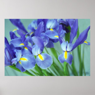 Spring Lila Iris Blume Plakat Kunstdruckerei