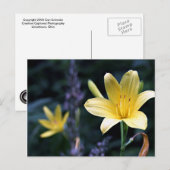 Spring Lilies Postcard Postkarte (Vorne/Hinten)