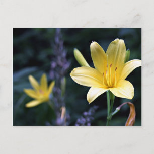 Spring Lilies Postcard Postkarte