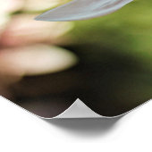 Spring Magnolia Poster (Ecke)