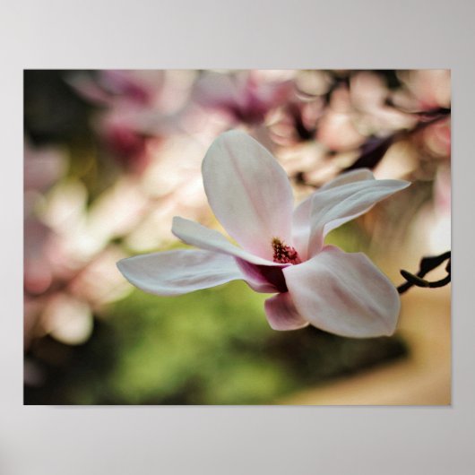 Spring Magnolia Poster (Vorne)