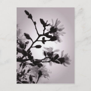 Spring Magnolia Postkarte