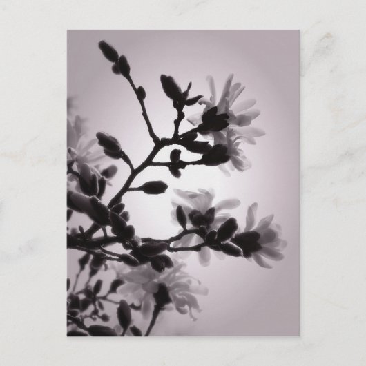 Spring Magnolia Postkarte (Vorderseite)