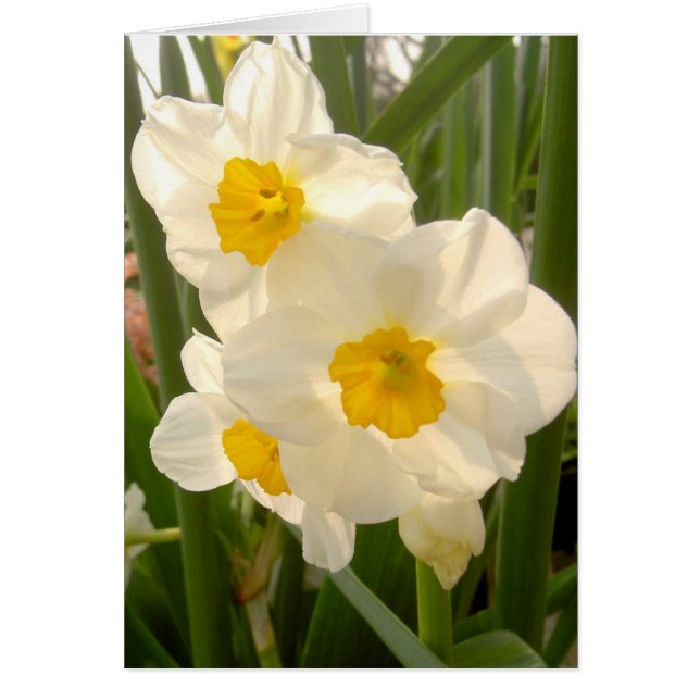 Spring Narcissi (Vorne)