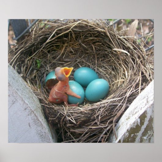 spring_new_born_firstborn poster (Vorne)